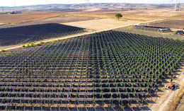 Vinedo Solar Vineyard.jpeg