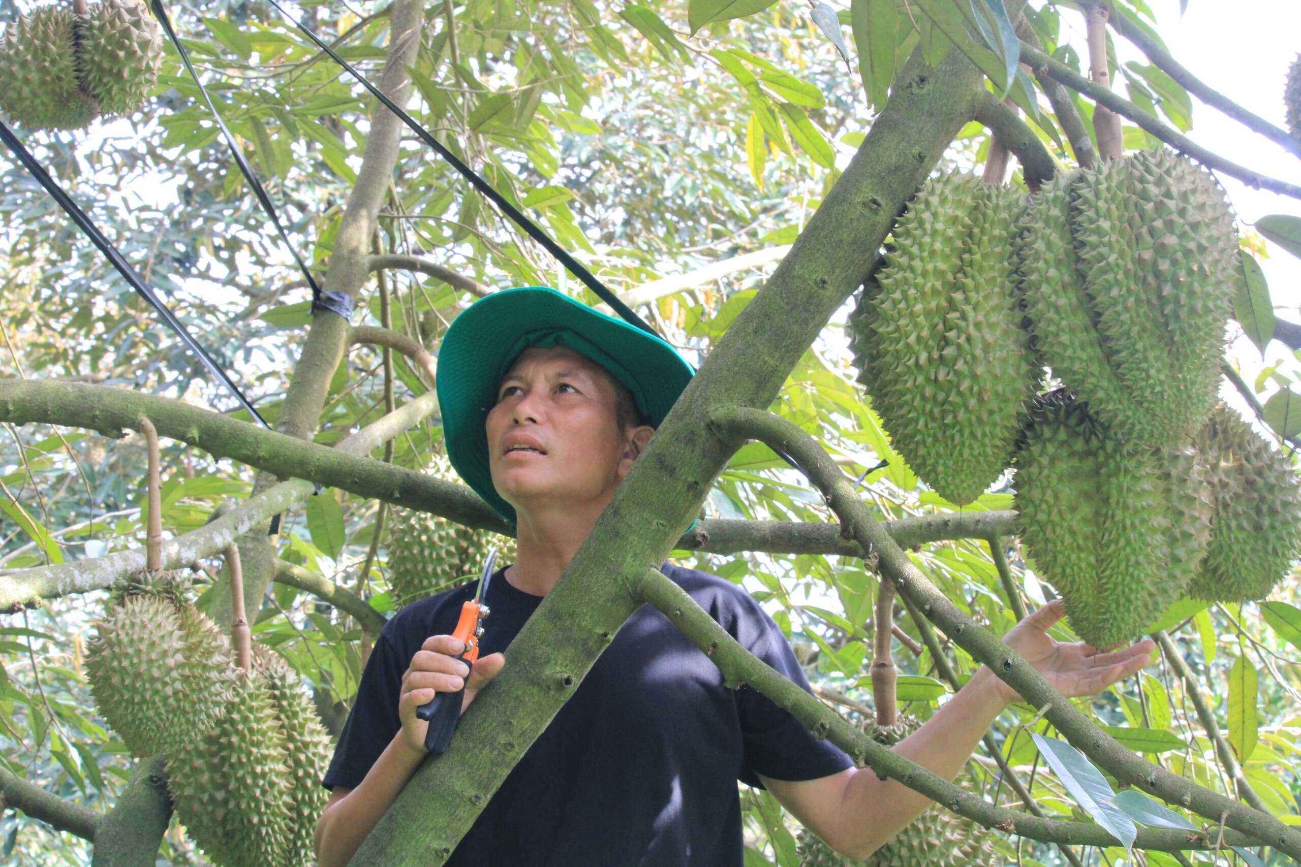 Một nông dân ở huyện Khánh Sơn trồng sầu riêng áp dụng sinh học thu nhập hơn nửa tỷ đồng - Ảnh 1.