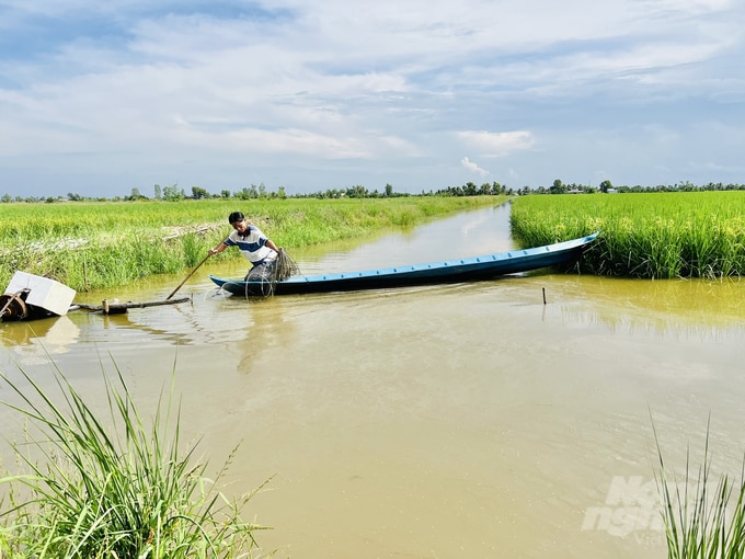 Mô hình tôm - lúa đạt chứng nhận ASC tại xã Trí Lực, huyện Thới Bình (Cà Mau). Ảnh: Trọng Linh.