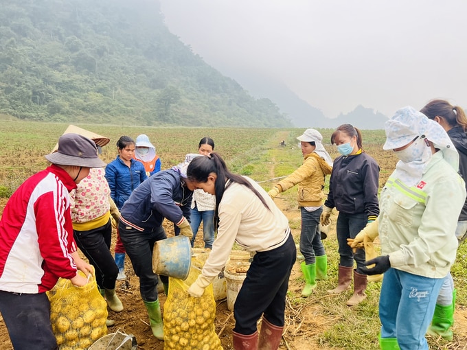 Huyện Tân Lạc giai đoạn 2022 - 2024 có 24 hợp tác xã được thành lập mới, từng bước cải thiện đời sống nông dân. Ảnh minh hoạ