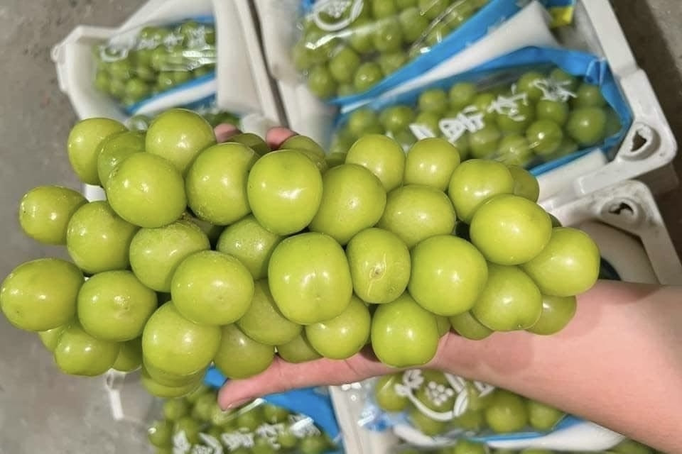 More 'heart of autumn' grapes from China flood Vietnamese markets for ...