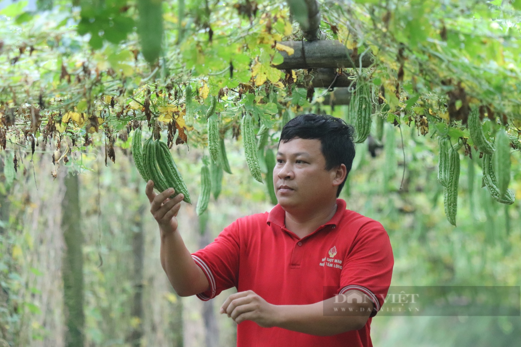 Sau Hội nghị Thủ tướng đối thoại với Nông dân: Dồn lực cho phát triển kinh tế tập thể - Ảnh 2.