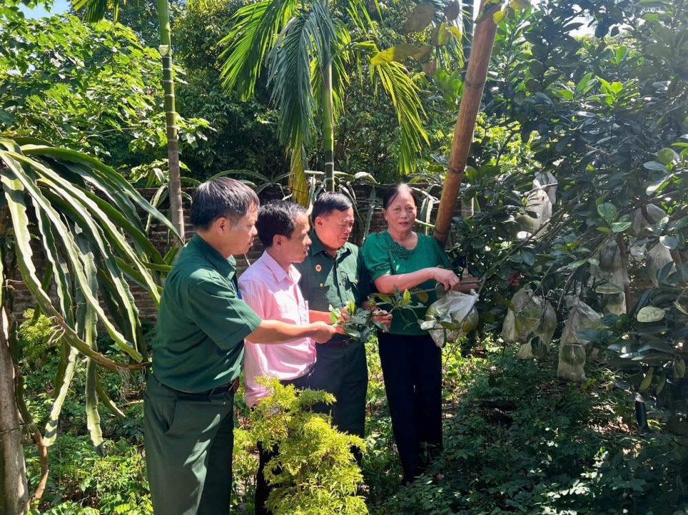 Hộ ông Nguyễn Hữu Nhị, ở khu 9, xã Tiên Du, huyện Phù Ninh (Phú Thọ) vay 100 triệu đồng từ nguồn Quỹ quốc gia về việc làm để trồng hồng Gia Thanh và Bưởi cho hiệu quả kinh tế cao