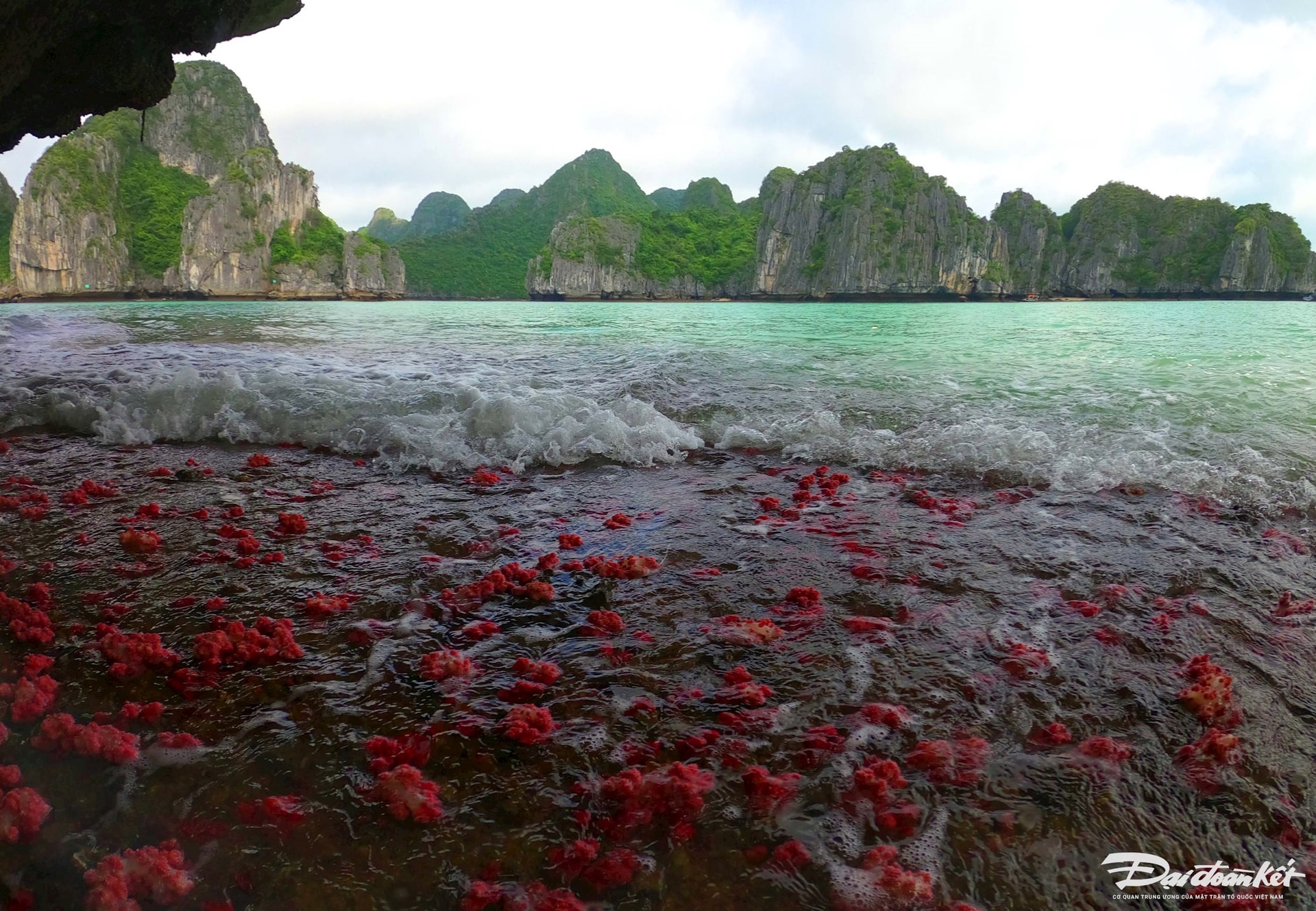 Cọc Chèo - Áng Dù là một quần thể đảo đá hùng vĩ, áng nước tuyệt đẹp... như những ốc đảo kỳ bí giữa lòng di sản Vịnh Hạ Long. Ảnh: Đỗ Giang.