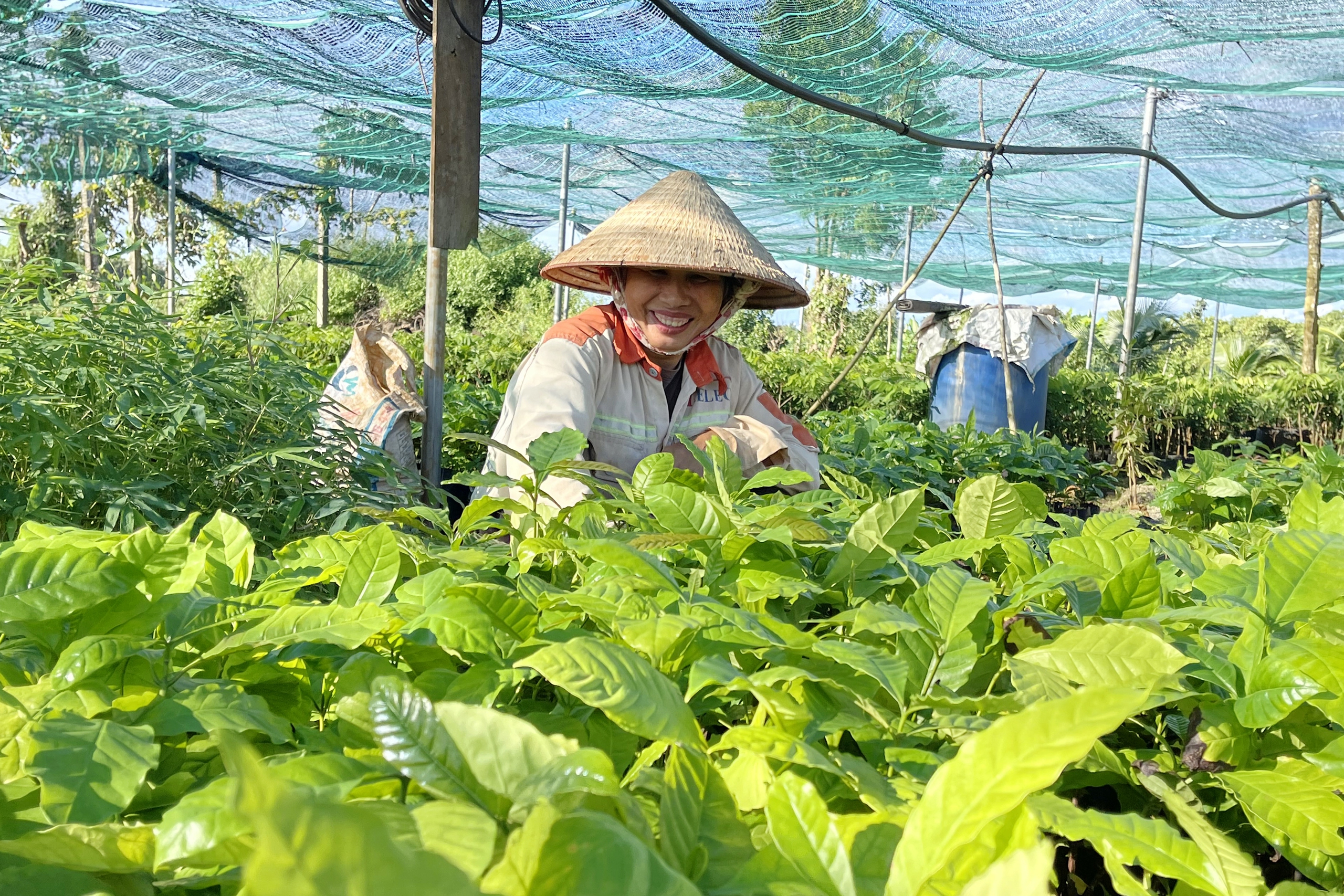 Nông dân Đắk Nông gian nan lật đá hàng chục năm để cải tạo đất trồng cà phê - Ảnh 4.