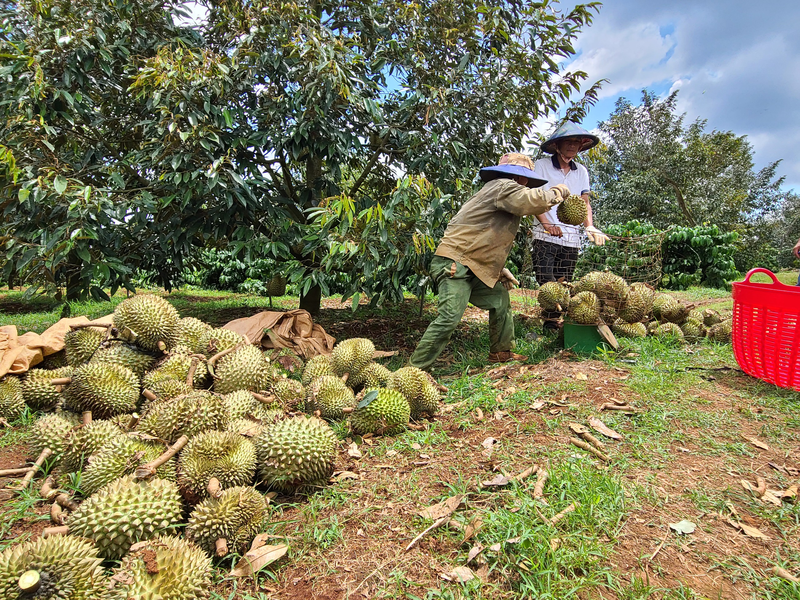 Cây sầu riêng tăng trưởng 