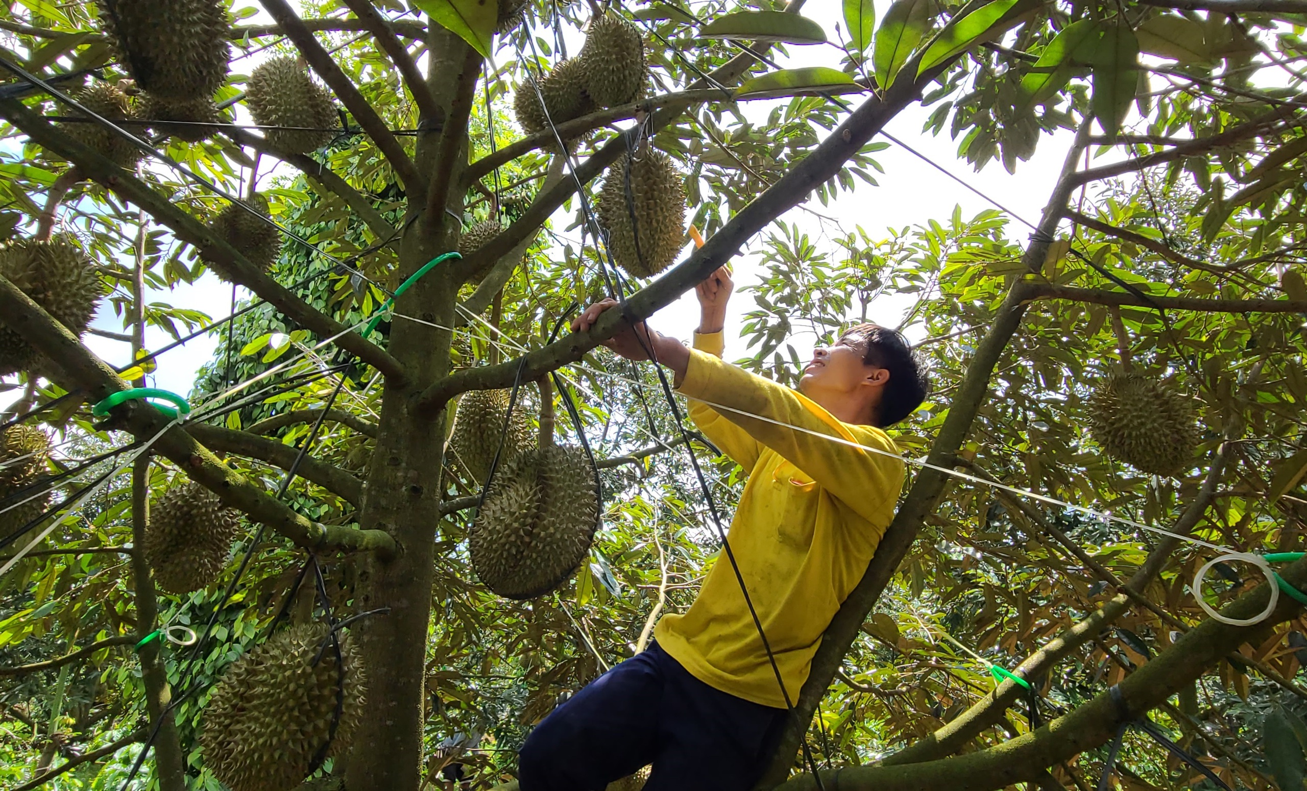 Cây sầu riêng tăng trưởng 