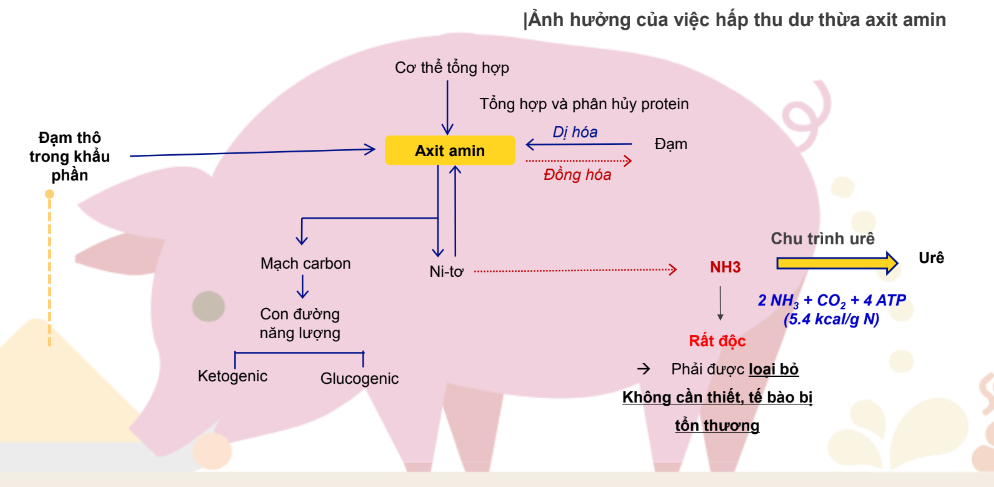 Loại thức ăn gì giúp người chăn nuôi 