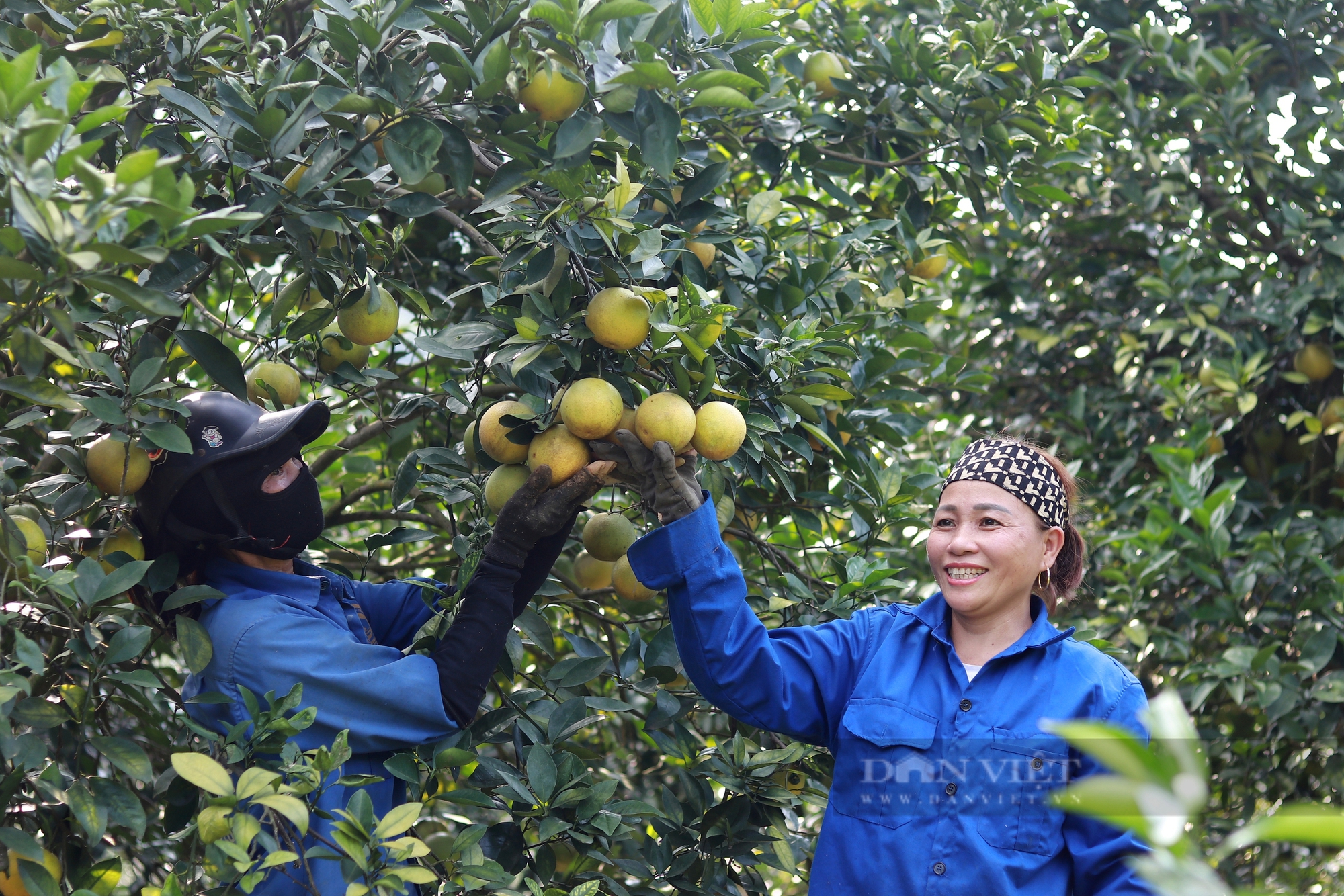 Hà Tĩnh: Cam Thượng Lộc được mùa lại giá cao chưa từng có, nông dân chạm đâu cũng thấy tiền - Ảnh 2.