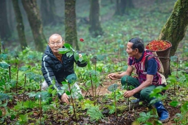 Sâm Ngọc Linh mọc nhiều nhất ở tỉnh nào nước ta? - 3