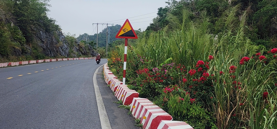 Cung đường hoa đẹp mê đắm lòng người. Ảnh: Tiến Bảo