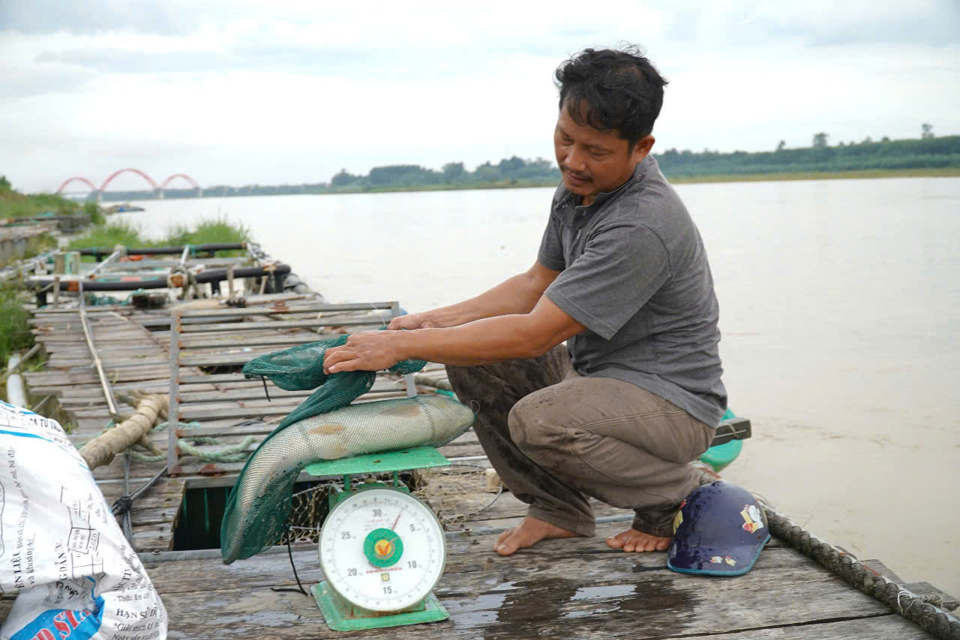 Nuôi thủy sản xen ghép lồng bè trên sông Trà Khúc.