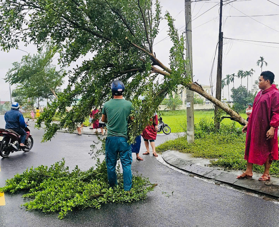 Cây xanh khu đô thị ngã đổ