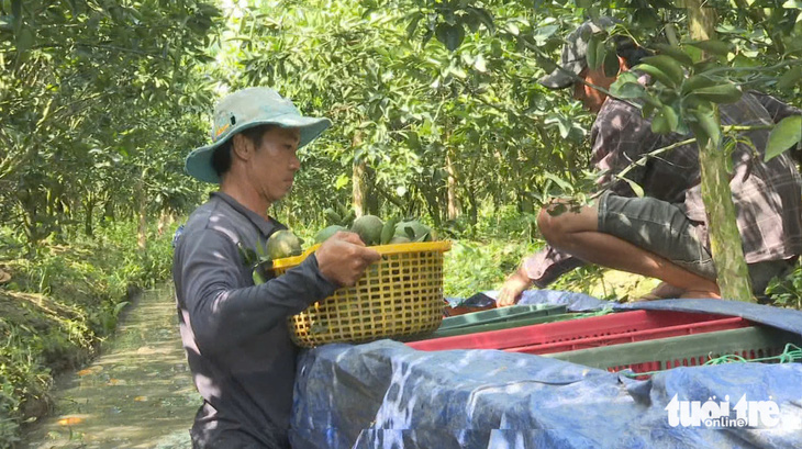 Cam sành ở miền Tây rớt giá còn 3.000 đồng/kg, nhiều nhà vườn lao đao - Ảnh 2.