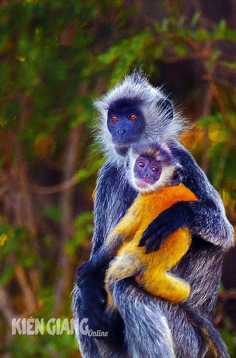 Ngồi bế con trên mỏm núi đá ở Kiên Giang là loài động vật hoang dã, nhỏ hay bám mẹ, có tên trong sách Đỏ - Ảnh 5.