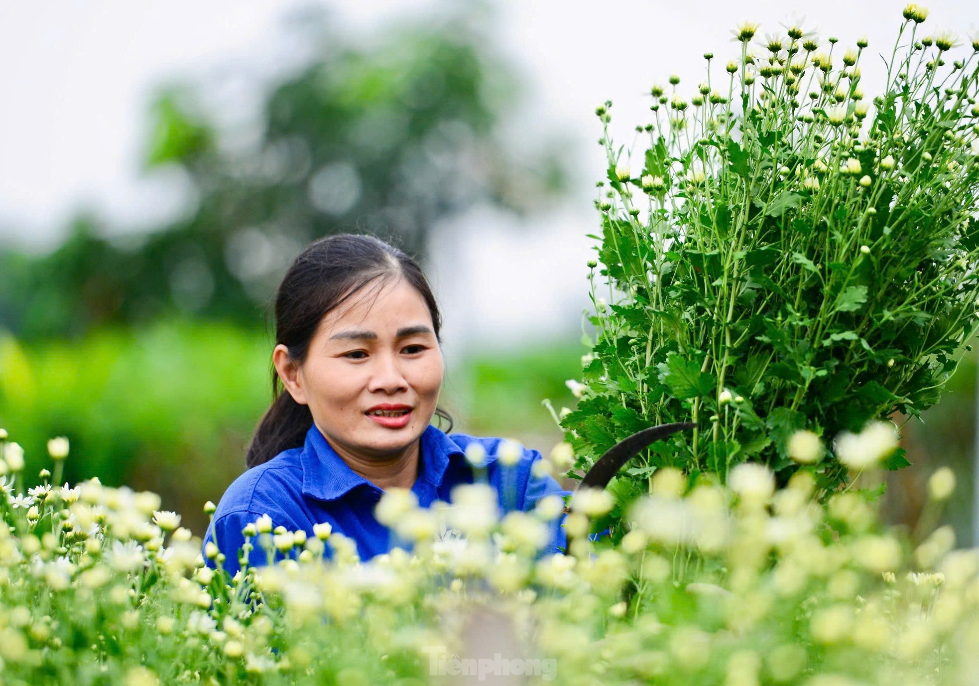 Vườn cúc họa mi hiếm hoi sống sót sau bão Yagi bung nở, khoe sắc ảnh 5