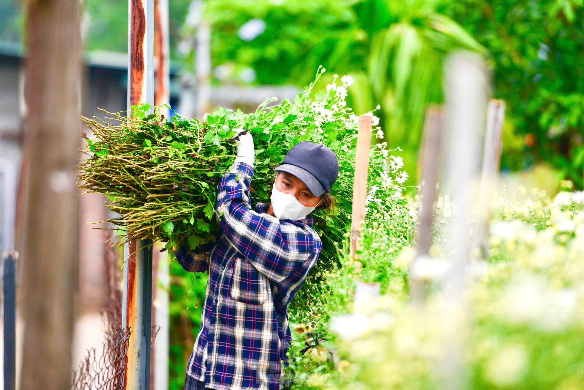 Vườn cúc họa mi hiếm hoi sống sót sau bão Yagi bung nở, khoe sắc ảnh 9