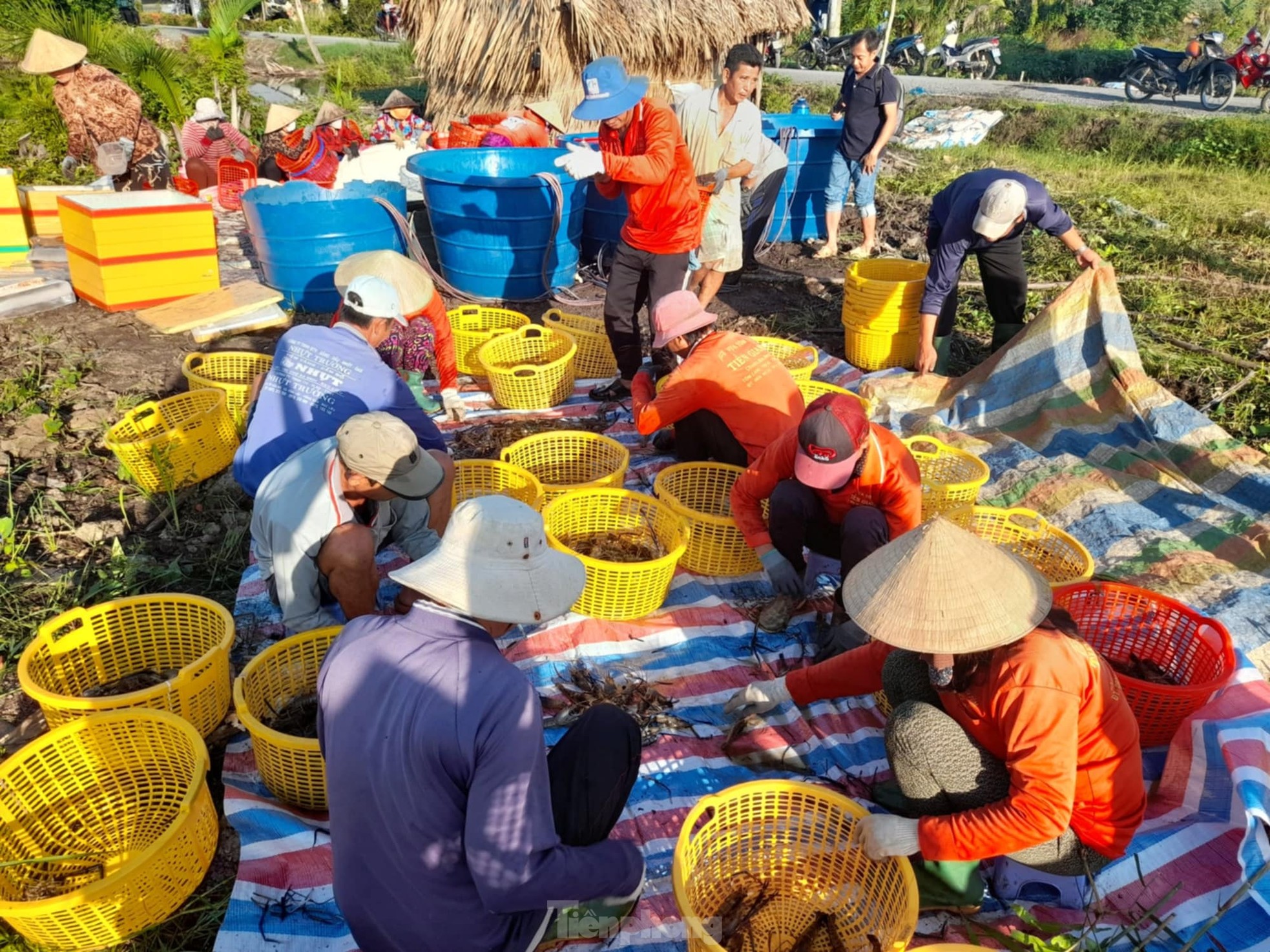 Tận thấy nông dân thu hoạch tôm - lúa thuận thiên lúc rạng sáng ảnh 10