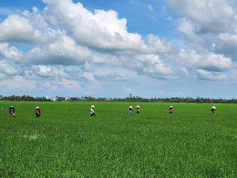 Mekong Delta rice.jpg