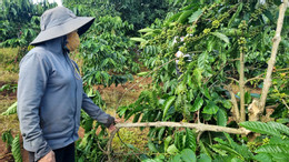 Chặt phá cà phê 2.jpg