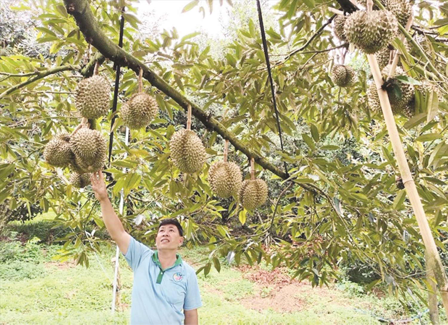 Vườn sầu riêng của anh Vũ Văn Vịnh mỗi năm cho thu nhập hàng trăm triệu đồng.