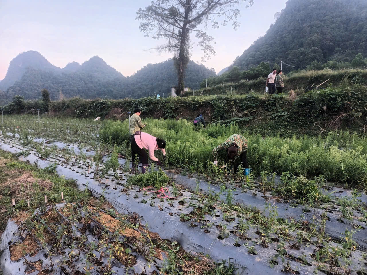 (BCĐ- CĐ Ban Dtoc tỉnh CB) Cao Bằng: Chính sách dân tộc góp phần nâng cao đời sống đồng bào dân tộc thiểu số 1