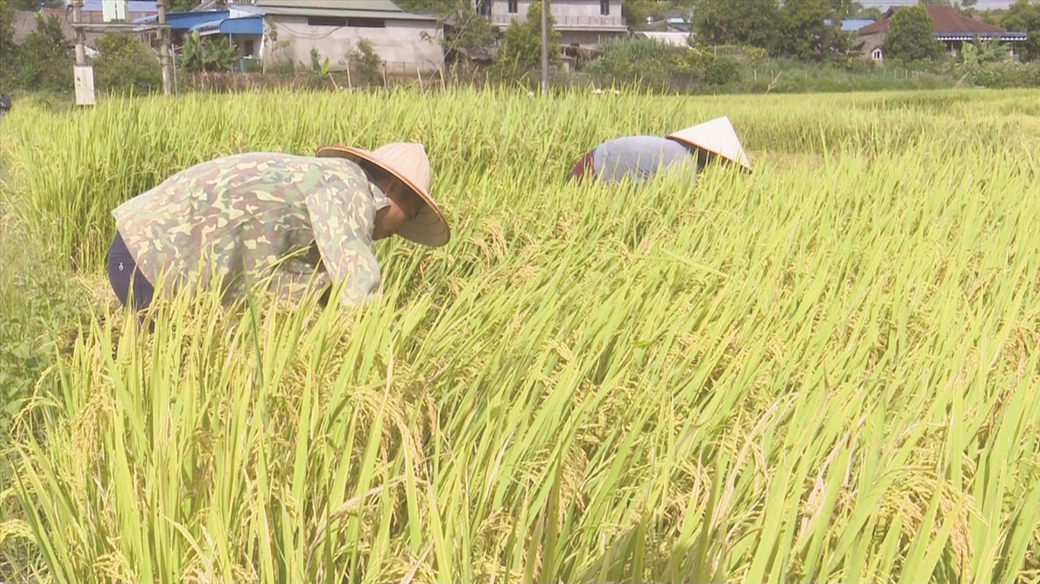 Bà con xã Nà Tăm, huyện Tam Đường thu hoạch lúa.