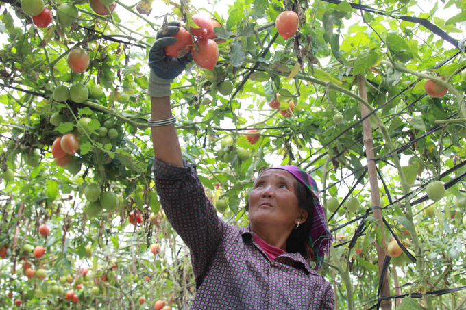 Mù Cang Chải có đặc trưng khí hậu, thổ nhưỡng rất thuận lợi để phát triển thành vùng sản xuất rau quả theo hướng hữu cơ. Ảnh: Thanh Tiến.