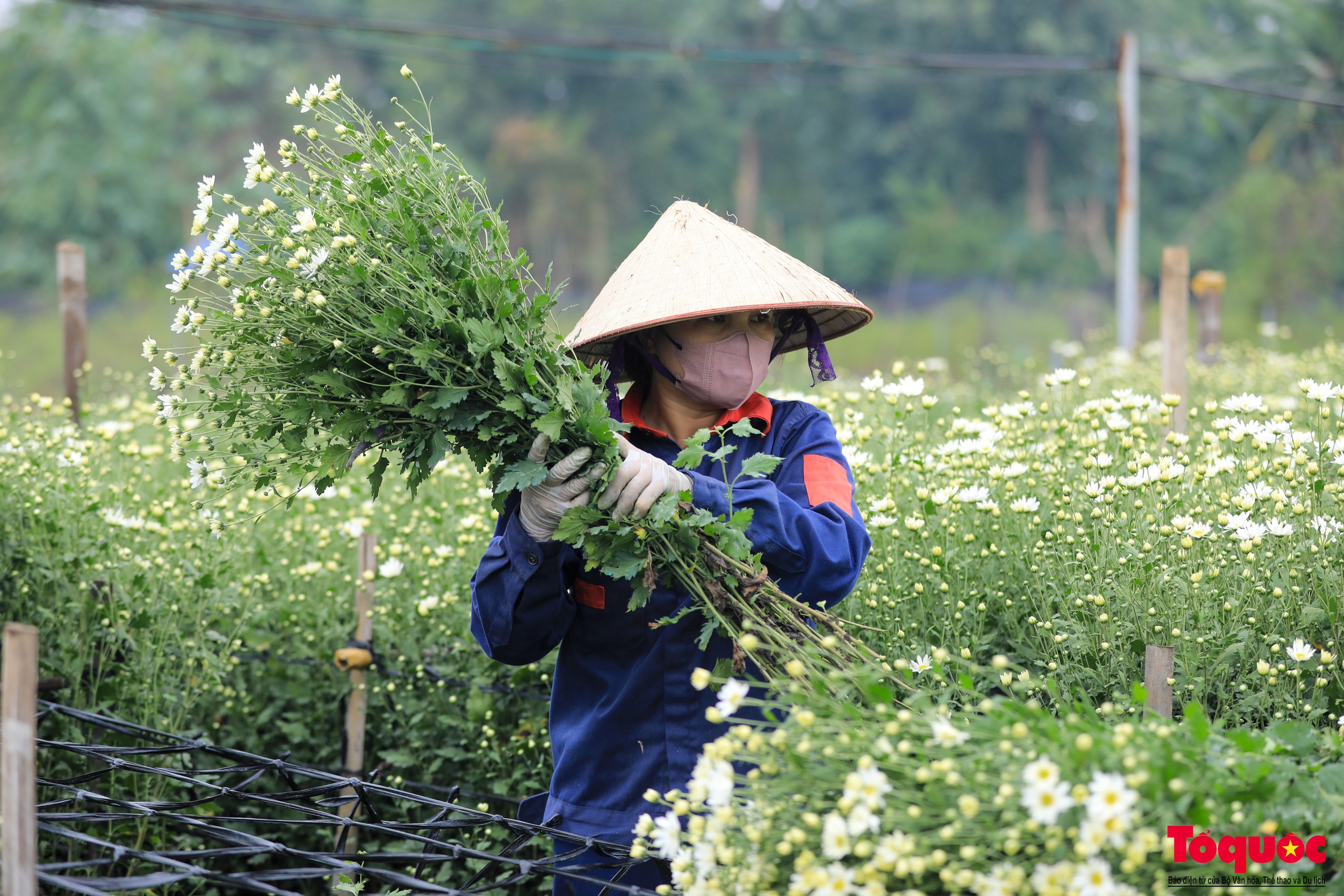 Vườn cúc họa mi hiếm hoi còn sót lại tại Nhật Tân sau bão Yagi - Ảnh 3.