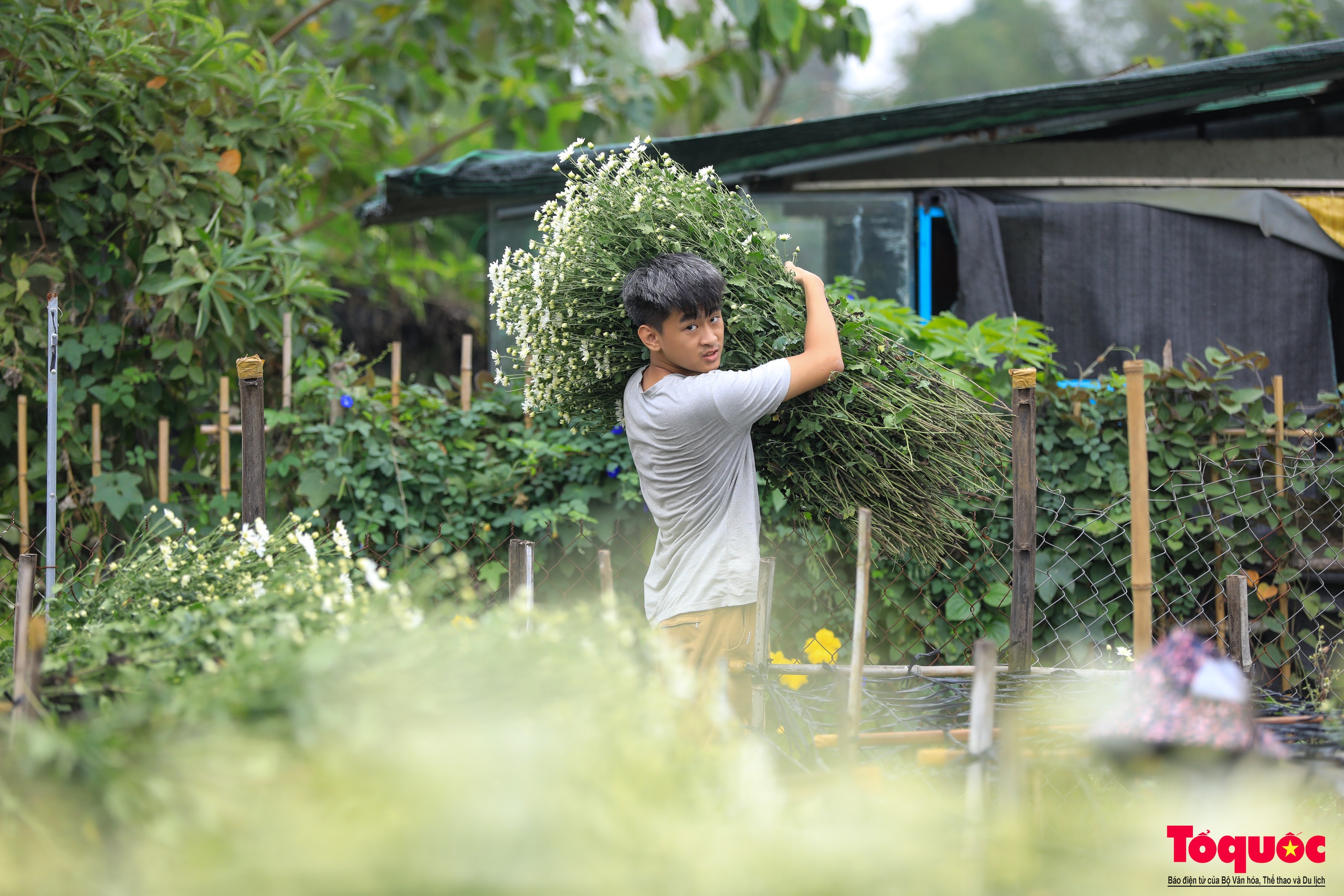 Vườn cúc họa mi hiếm hoi còn sót lại tại Nhật Tân sau bão Yagi - Ảnh 10.