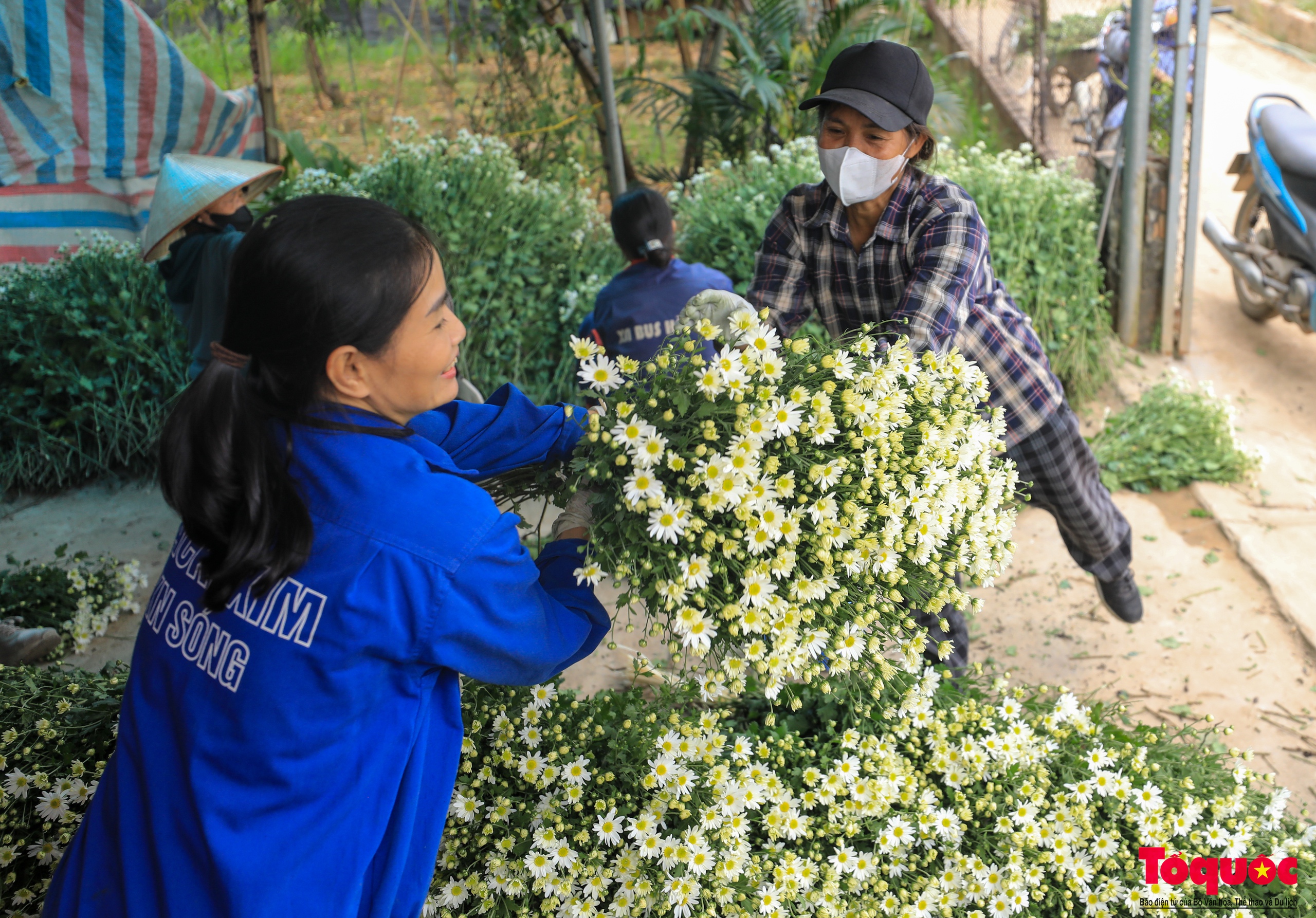 Vườn cúc họa mi hiếm hoi còn sót lại tại Nhật Tân sau bão Yagi - Ảnh 11.