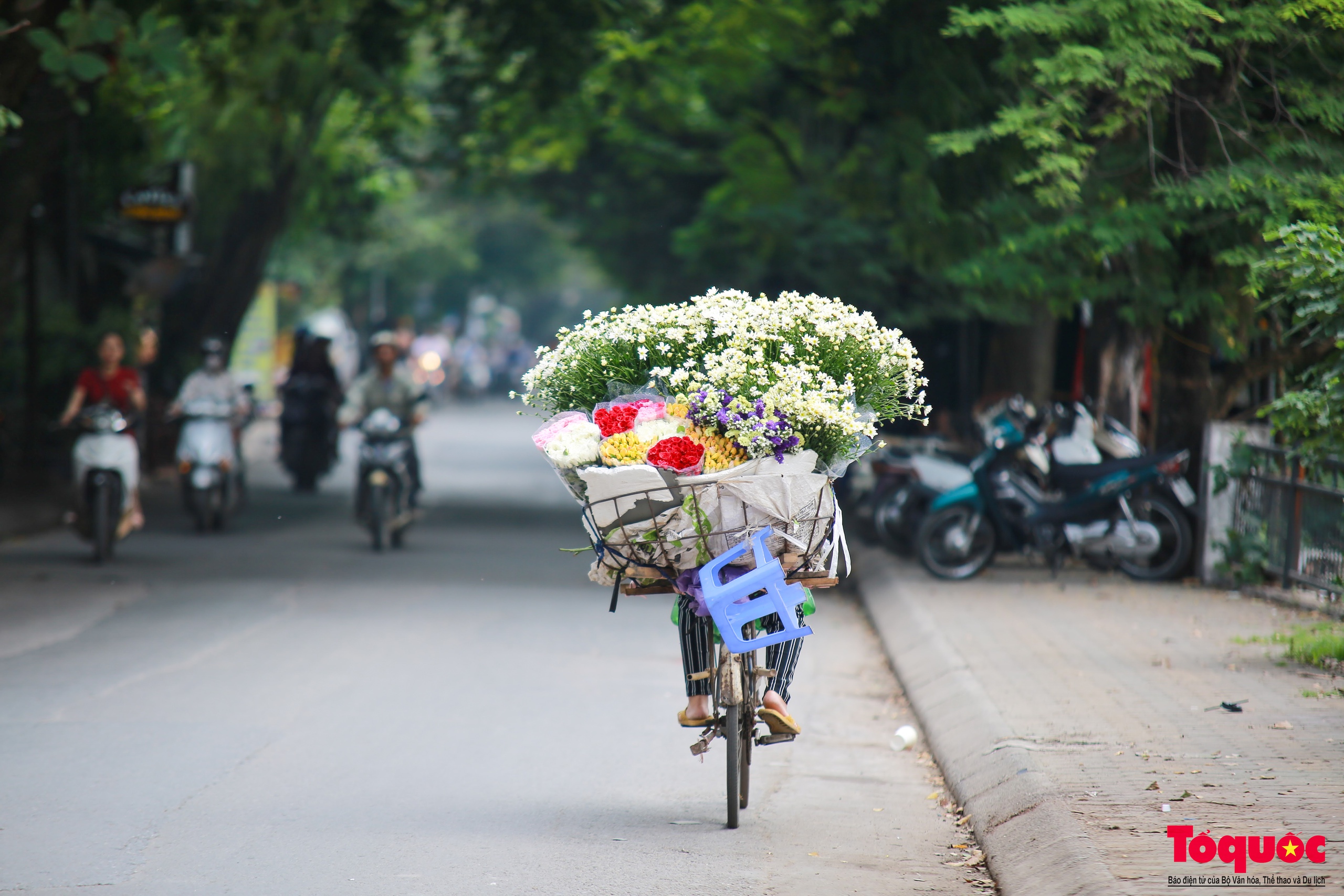 Vườn cúc họa mi hiếm hoi còn sót lại tại Nhật Tân sau bão Yagi - Ảnh 15.