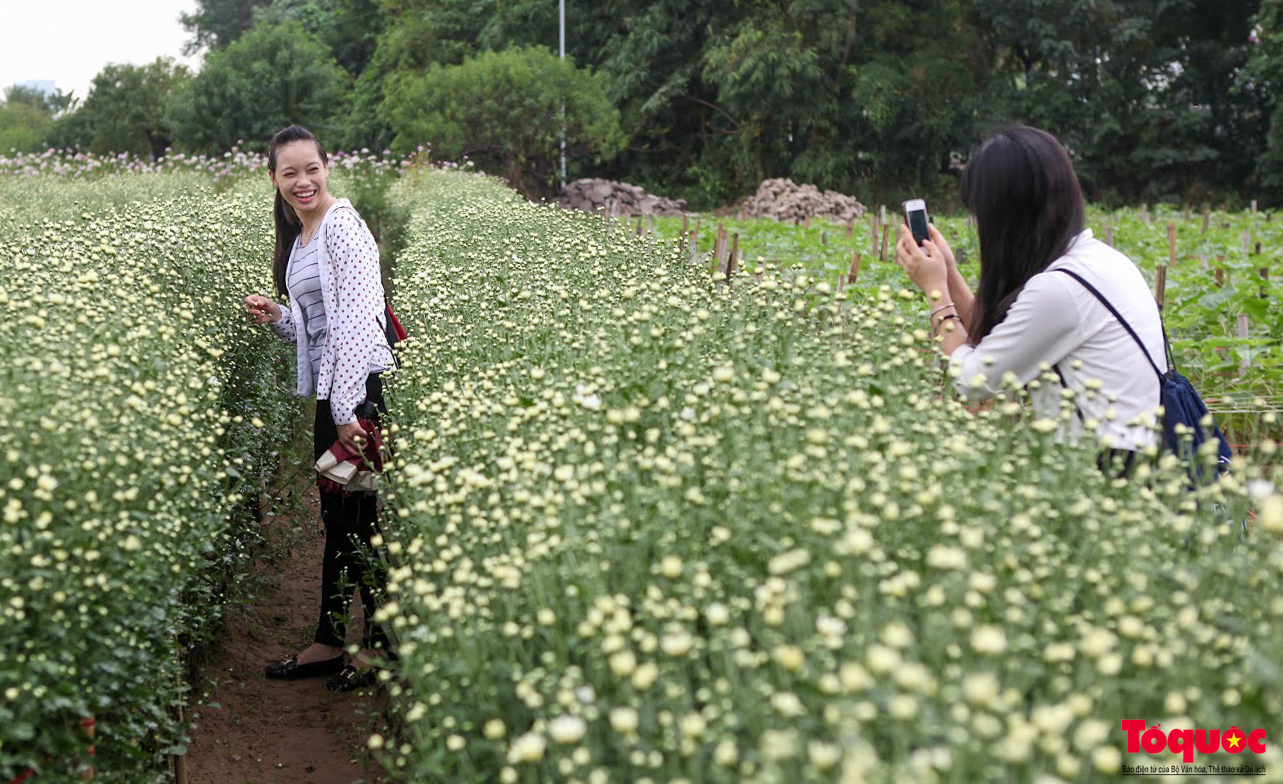 Vườn cúc họa mi hiếm hoi còn sót lại tại Nhật Tân sau bão Yagi - Ảnh 16.