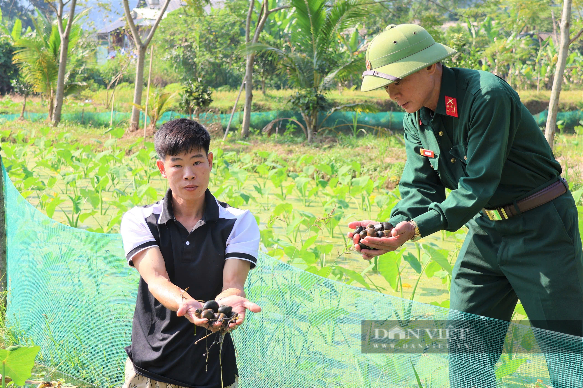 Mạnh dạn chuyển lúa sang nuôi ốc, nông dân nơi này của Yên Bái có thu nhập cao - Ảnh 2.