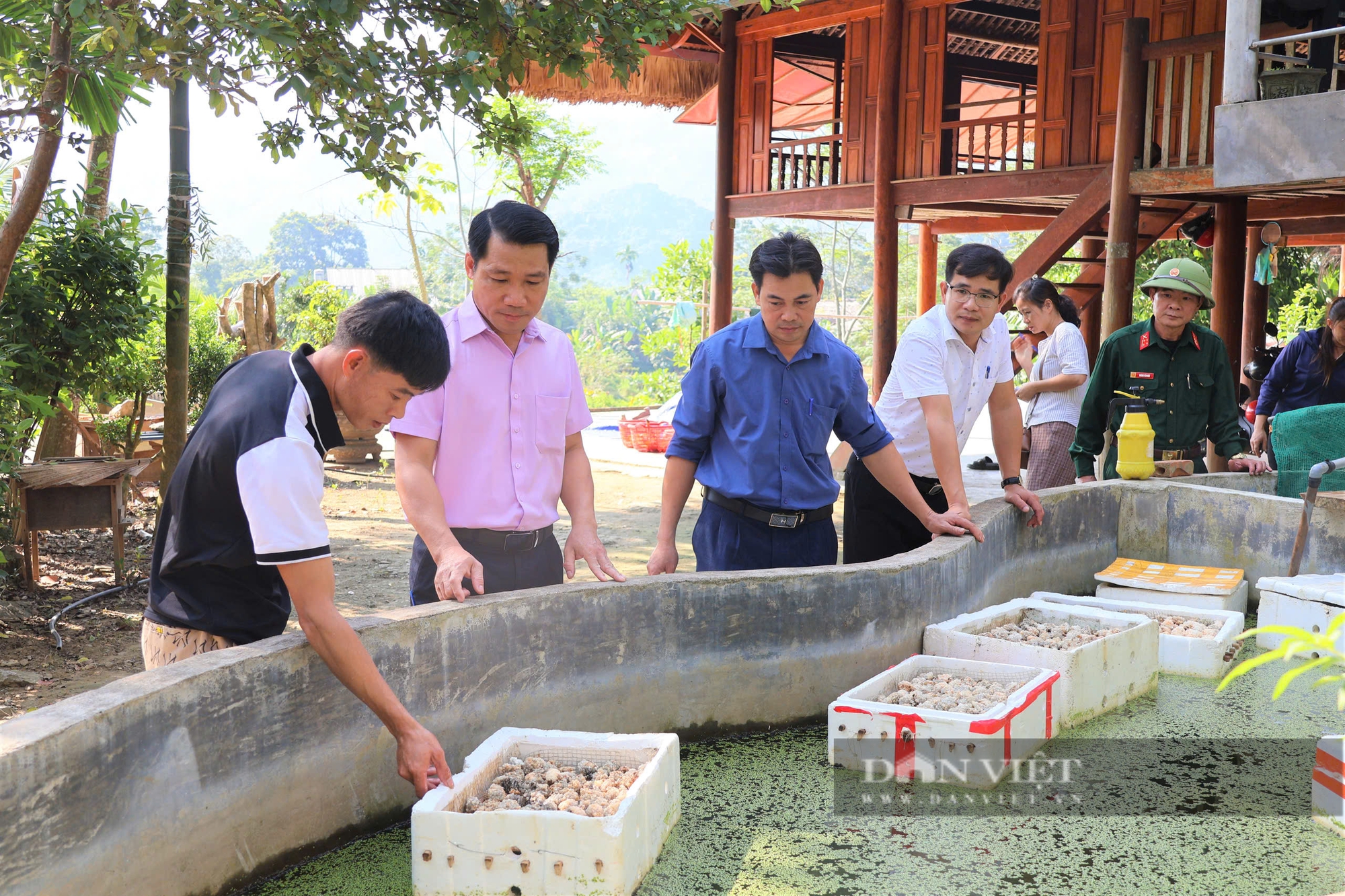 Mạnh dạn chuyển lúa sang nuôi ốc, nông dân nơi này của Yên Bái có thu nhập cao - Ảnh 3.