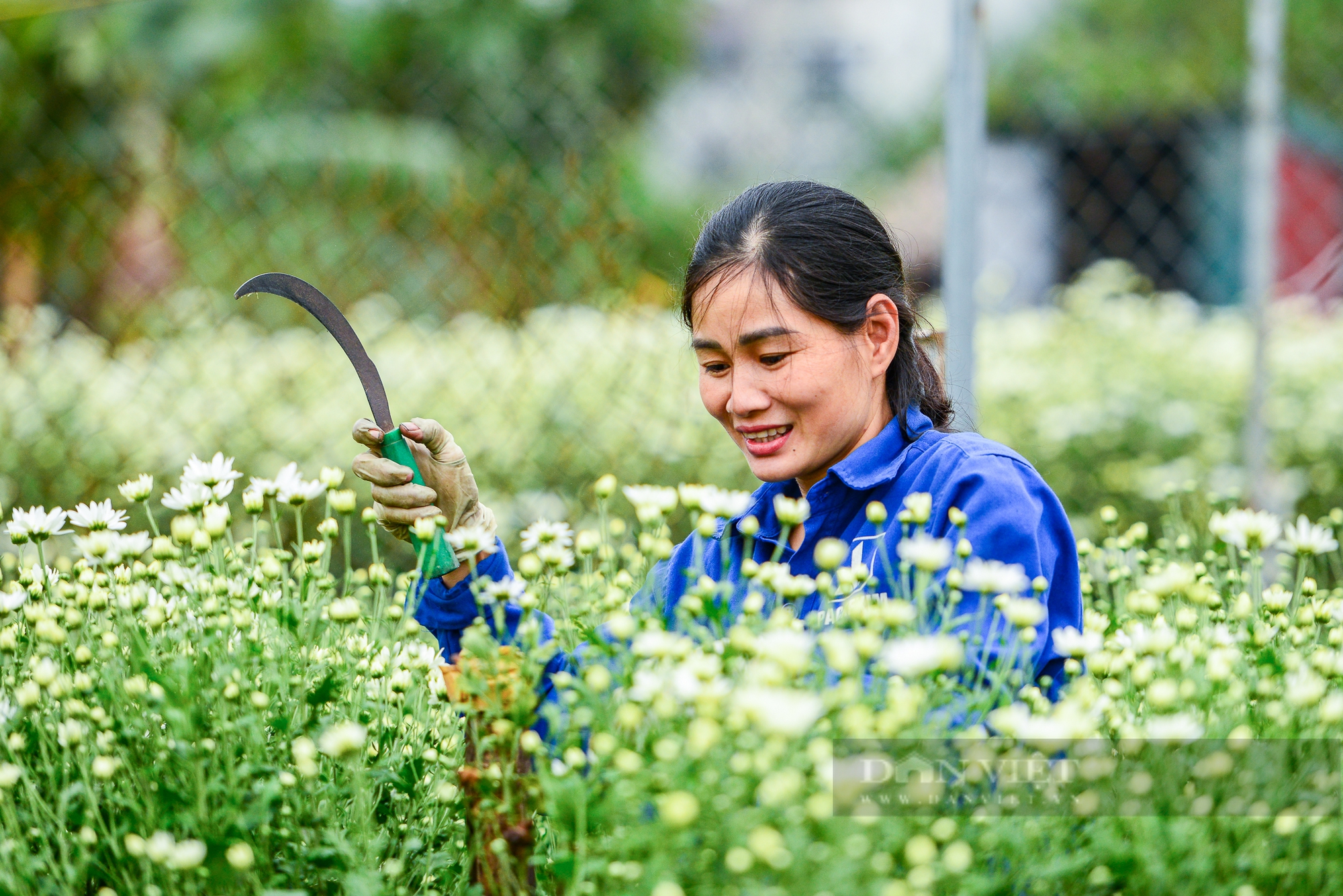 Vườn cúc họa mi sót lại sau bão bung nở, người dân vỡ òa cảm xúc - Ảnh 4.