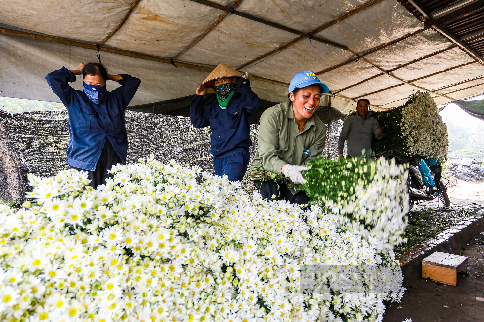 Vườn cúc họa mi sót lại sau bão bung nở, người dân vỡ òa cảm xúc - Ảnh 7.