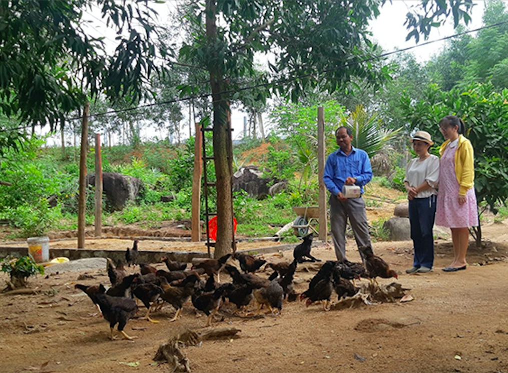  Đồng bào DTTS huyện An Lão có thu nhập ổn định nhờ chăn nuôi