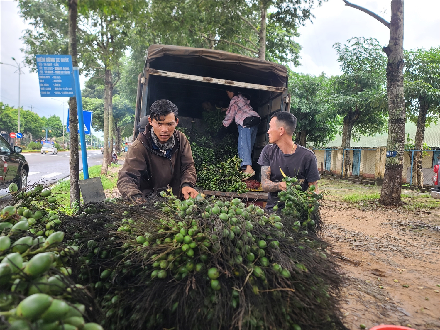 Thời điểm cau lên giá thương lái đi khắp nơi thu mua quả cau tươi