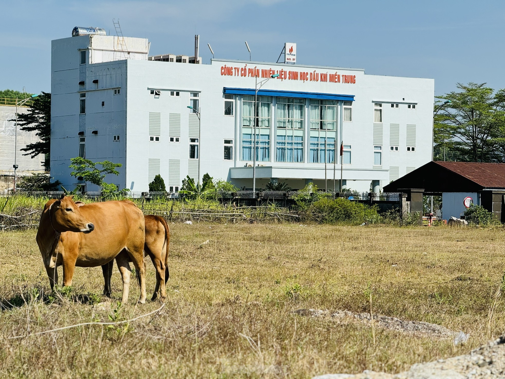 Lụi tàn 'quả đấm thép' nghìn tỷ Ethanol Dung Quất ảnh 22