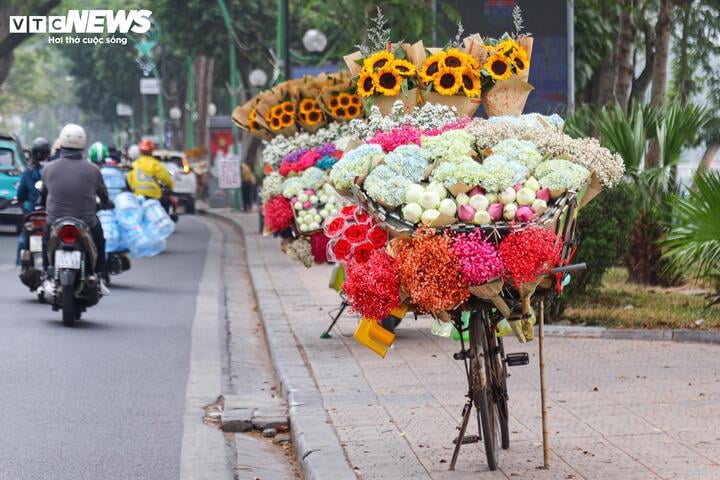 Nhiều ngày nay hoa cúc hoạ mi Nhật Tân cũng bắt đầu xuất hiện trên khắp các đường phố Hà Nội.