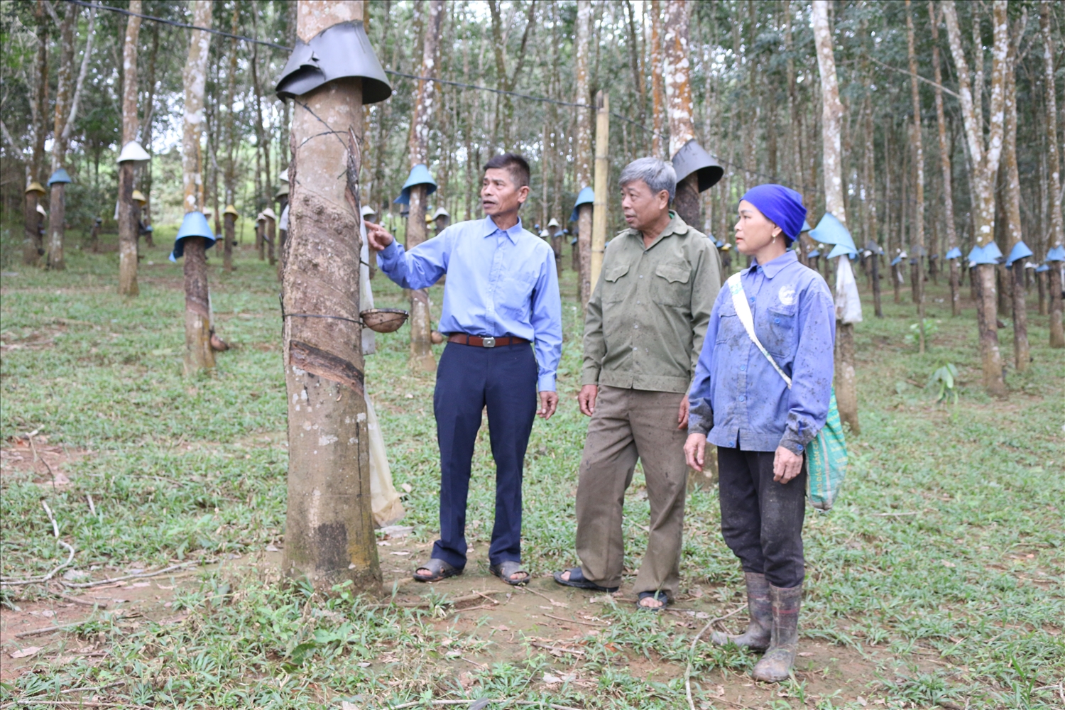 Ông Phạm Bá Huy (ngoài cùng bên trái) – Người có uy tín thôn Xuân Tân, xã Đăk Xú, huyện Ngọc Hồi hướng dẫn người dân cách cạo mủ cao su cho năng suất cao