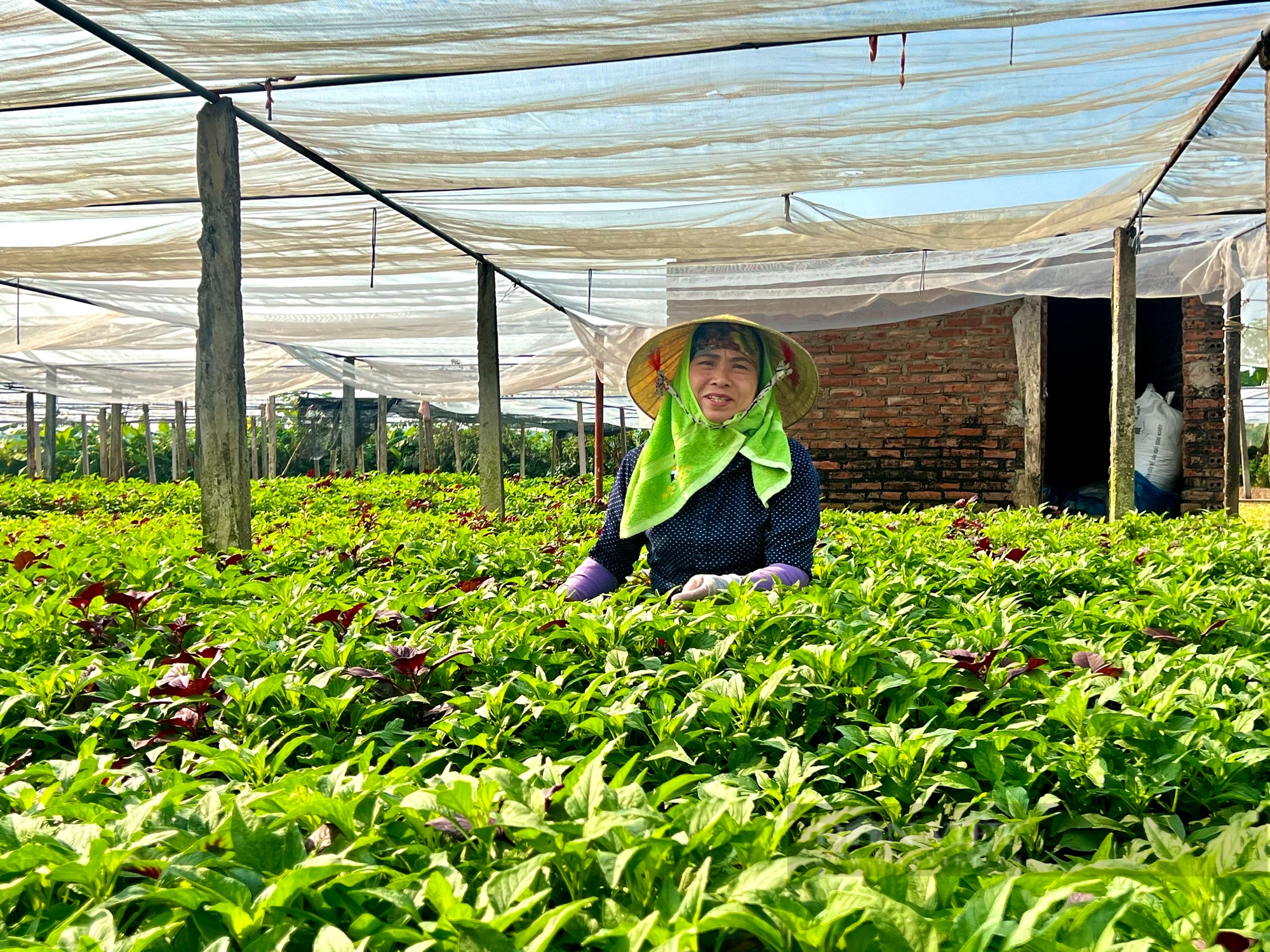 Ngắm cánh đồng chuyên canh rau an toàn của nông dân hợp tác xã tiêu biểu toàn quốc - Ảnh 10.