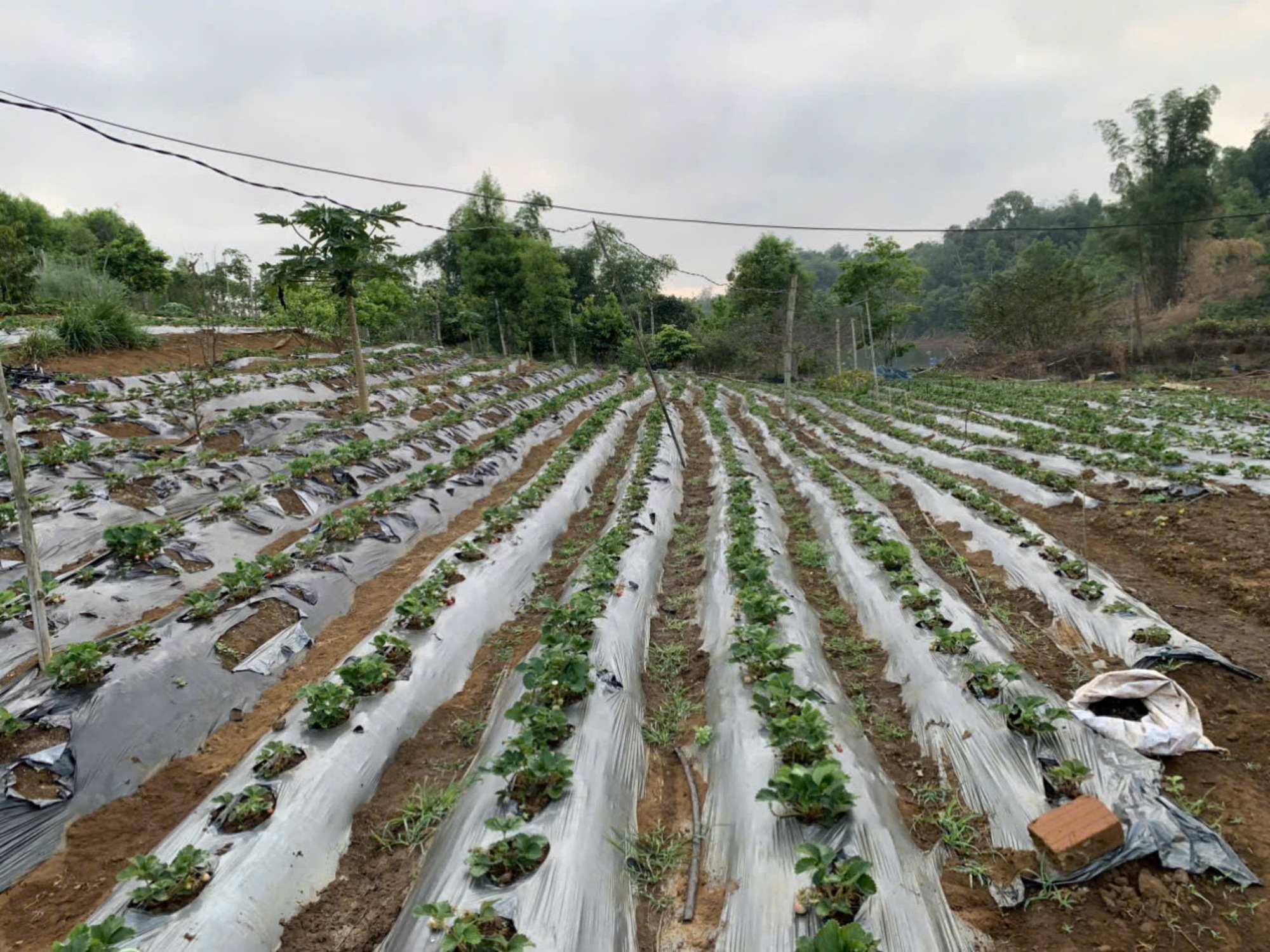 Anh nông dân người Mường trồng dâu tây, măng tây, la liệt các loại rau củ sạch ở 