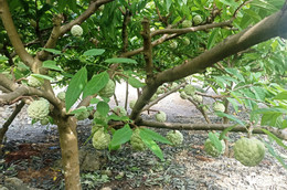 W-a2Pěstování jablek odrůdy Custard na kamenité půdě.jpg