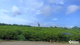 W-a4Pěstování jablek odrůdy Custard na kamenité půdě.jpg