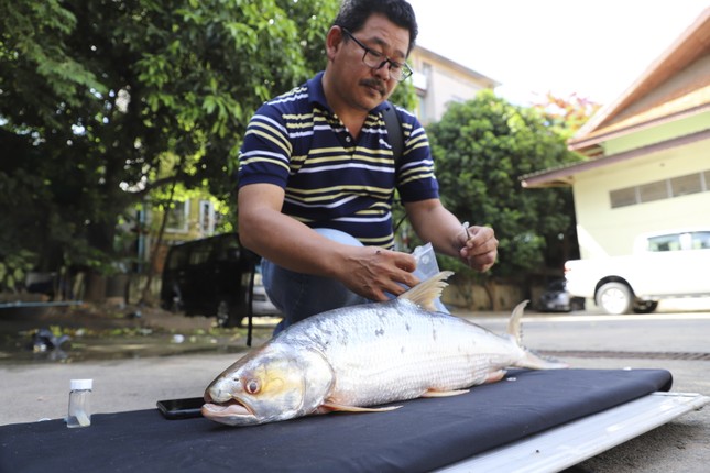 Tìm lại loài cá ‘ma’ khổng lồ trên sông Mekong - Ảnh 2.