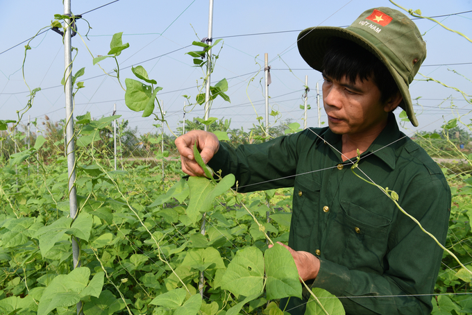 Anh Nguyễn Đức Chinh kiểm tra một giàn đậu. Ảnh: Dương Đình Tường.