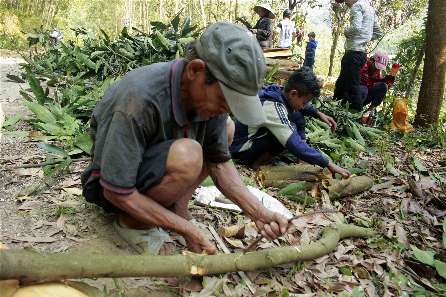 Cây quế mang lại nguồn thu nhập đáng kể cho người dân Trà Bồng