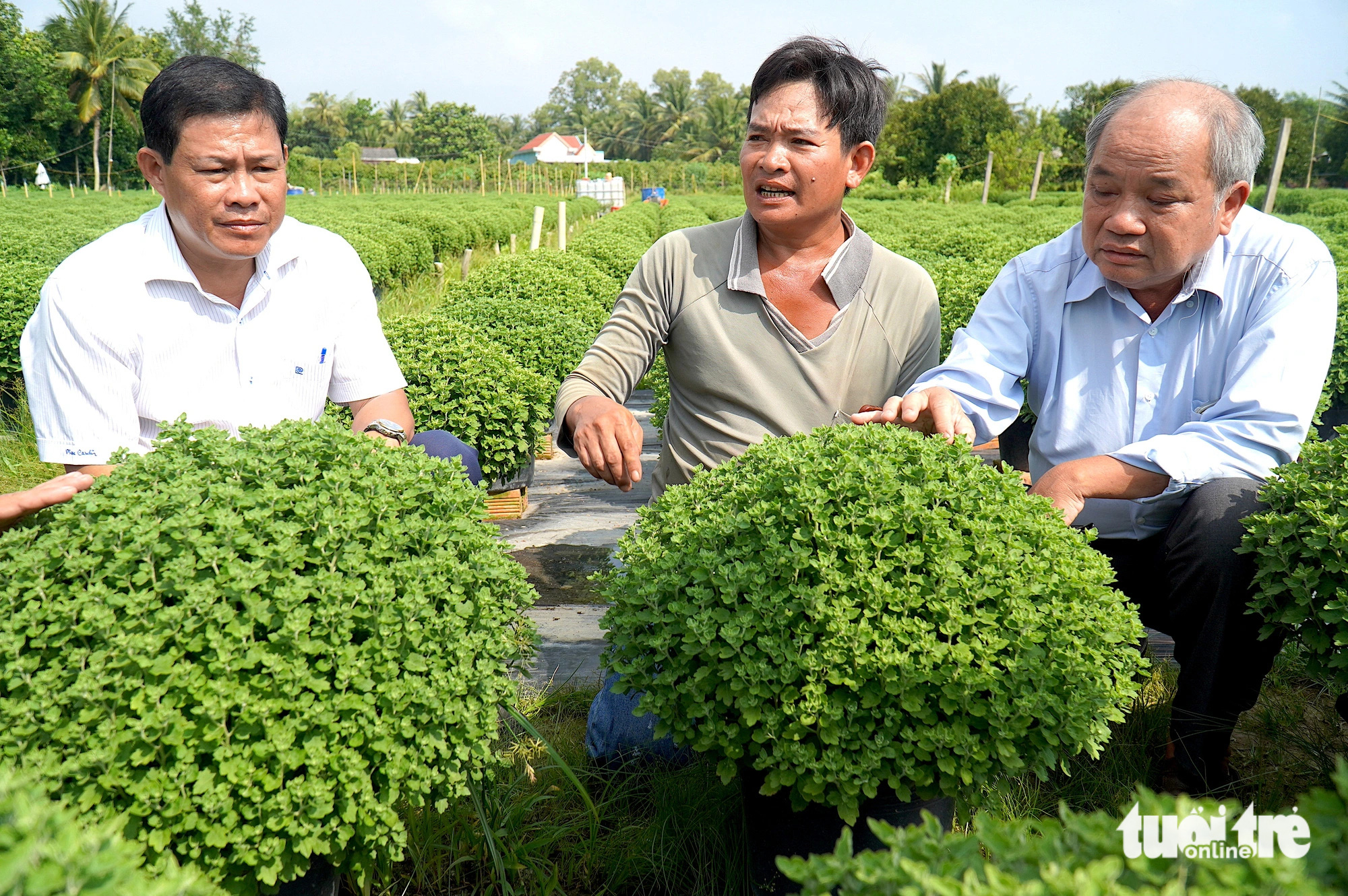 Hàng ngàn giỏ cúc mâm xôi ở Bến Tre bị nhổ bỏ, người cung cấp giống xin lỗi bà con - Ảnh 2.